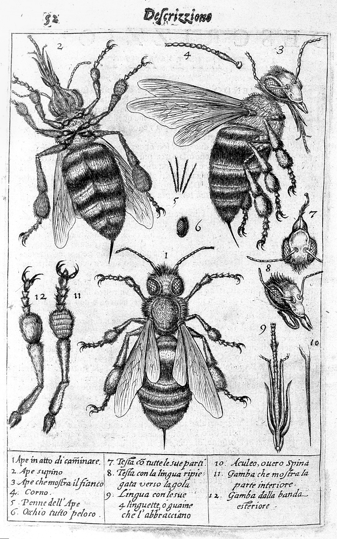 Beeswax