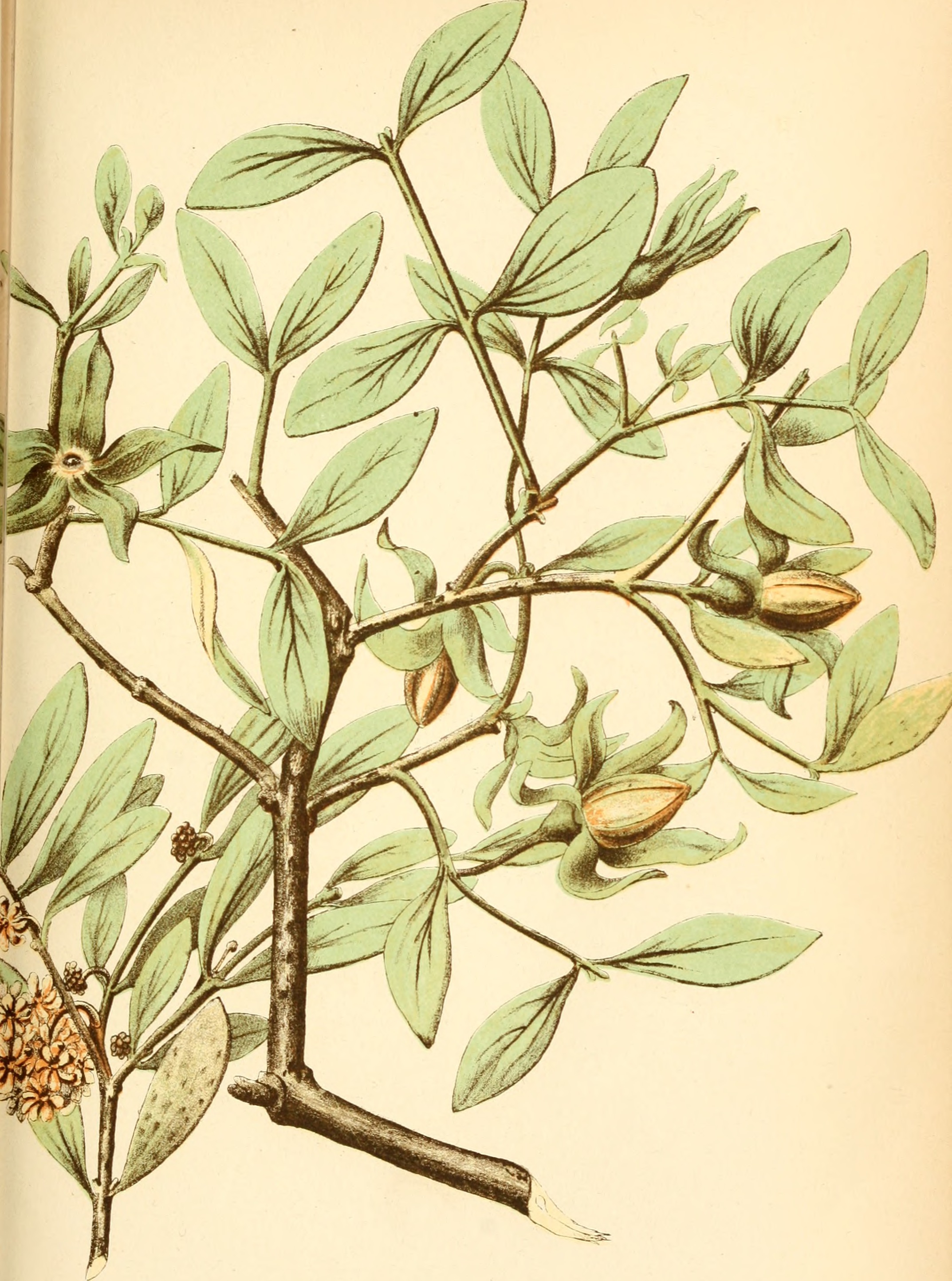 Jojoba Oil